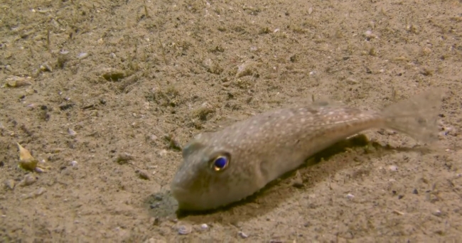 İklim değişikliği denizlerdeki istilacı türleri de artırıyor